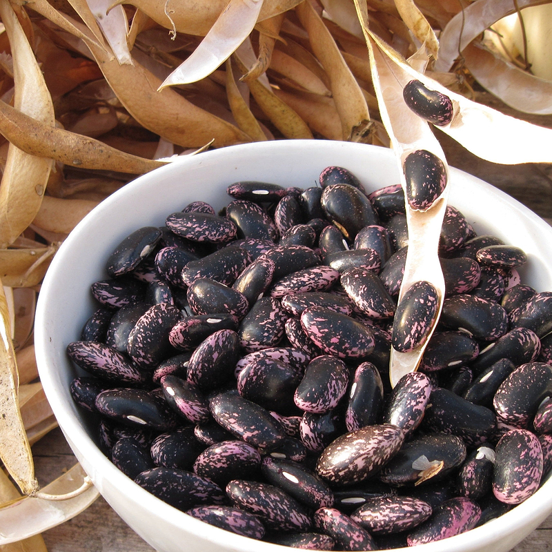 Sunset Runner Bean (Pole) Seeds