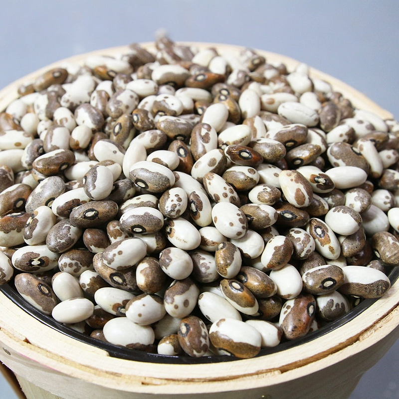 Dapple Gray Bean (Bush) Seeds
