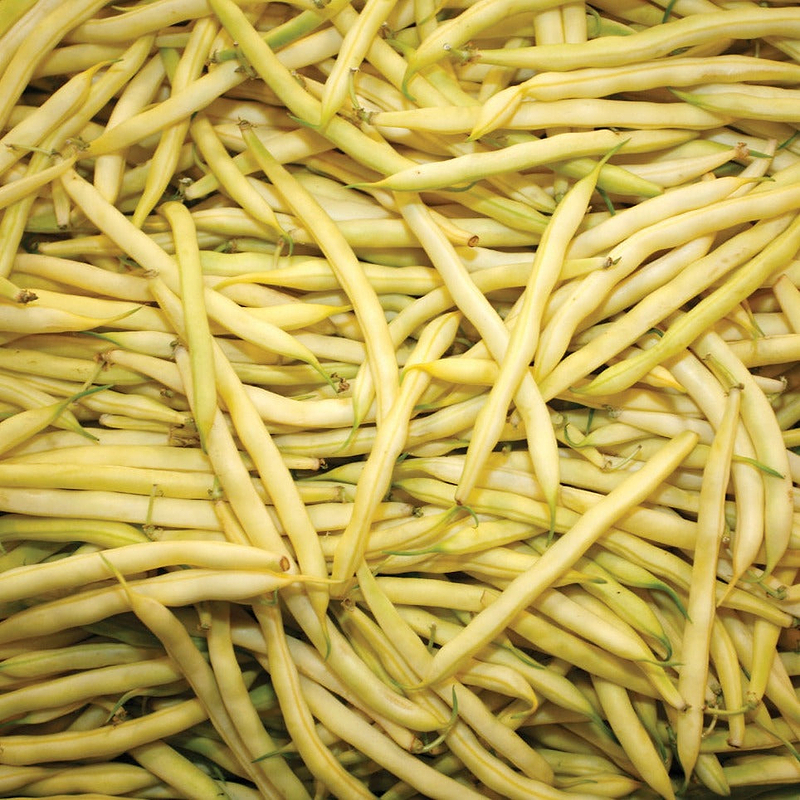 Gold Rush Wax Bean (Bush) Seeds