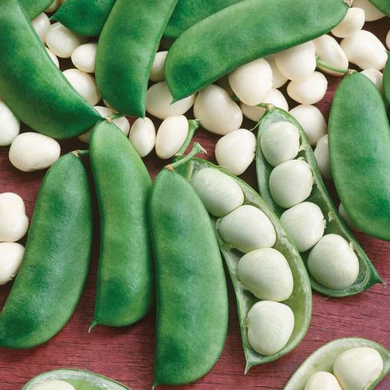 Henderson Lima Bean (Bush) Seeds