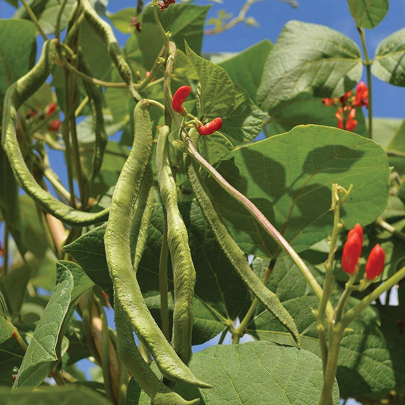 Scarlet Runner Bean (Pole) Seeds