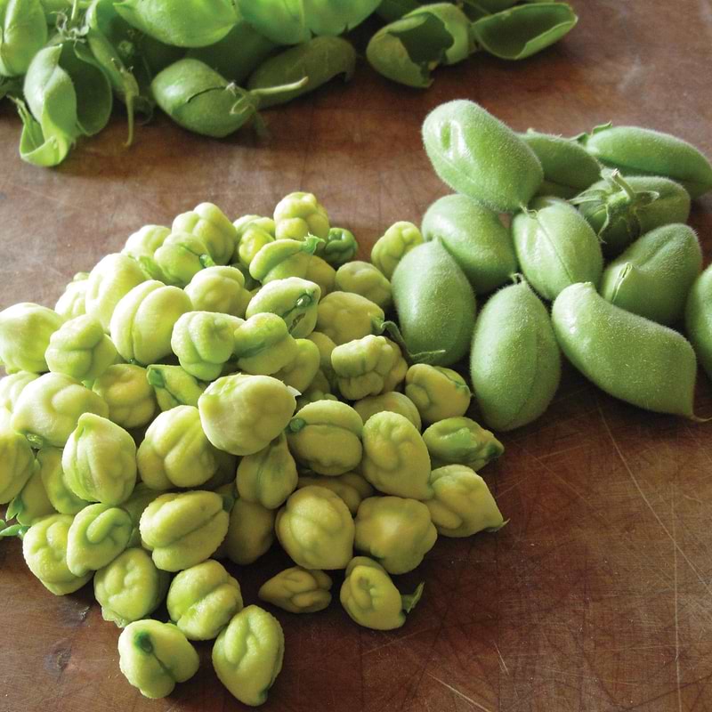 Garbanzo Bean (Bush) Seeds