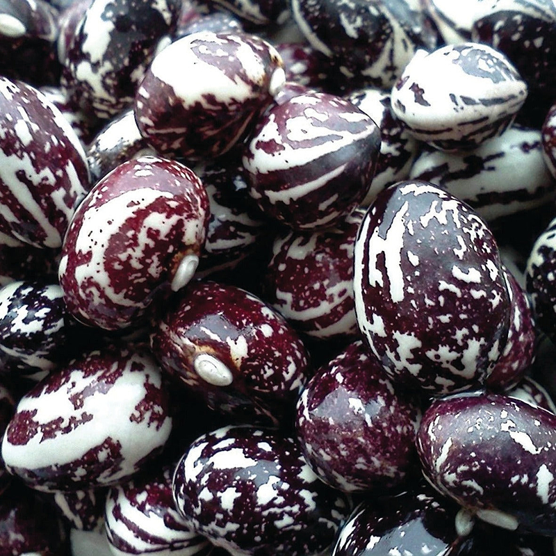 Good Mother Stallard Bean (Pole) Seeds