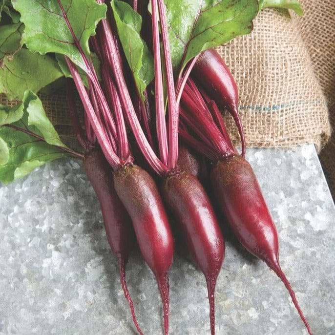 Cylindra Beet Seeds