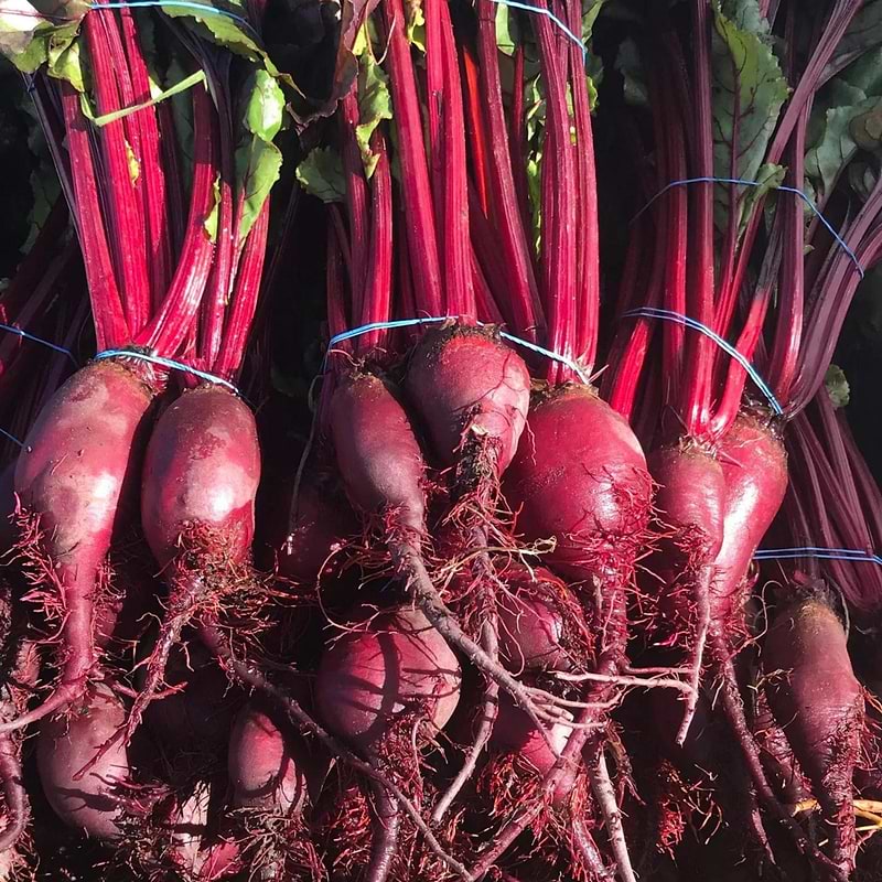 Formanova Beet Seeds