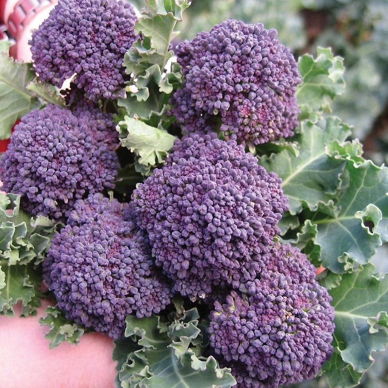 Purple Sprouting Broccoli Seeds