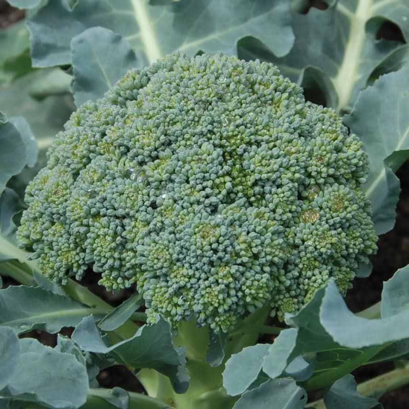 Calabrese Broccoli Seeds