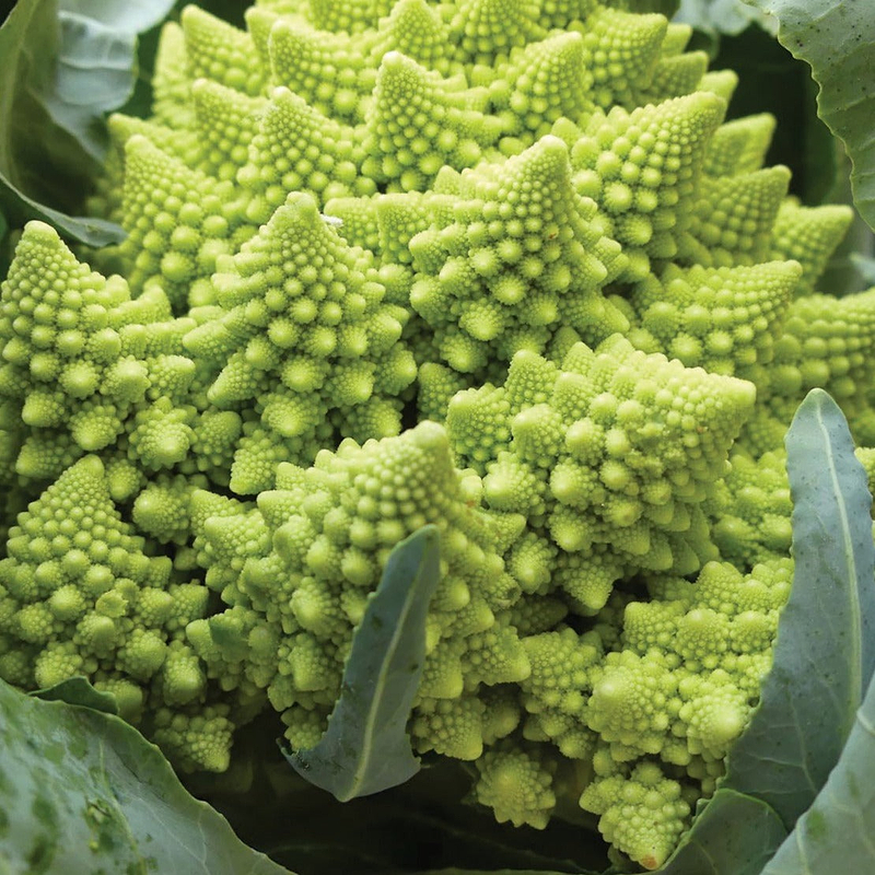Romanesco Broccoli Seeds