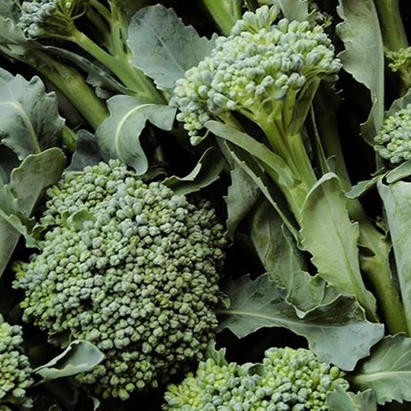 De Cicco Broccoli Seeds