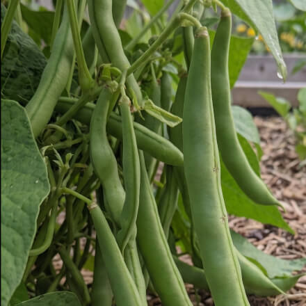 Beans