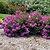 Bellini® Grape Crape Myrtle