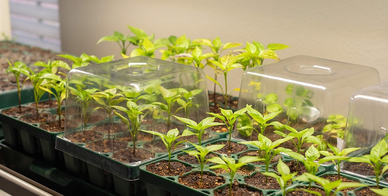 Vego garden beds