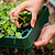 Stackable Seedling Tray 10" x 20"
