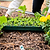 Stackable Seedling Tray 10" x 20"
