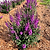 Birthday Cake™ Butterfly Bush