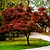 Bloodgood Japanese Maple