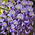 Blue Moon Wisteria