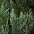 Blue Point Juniper Topiary