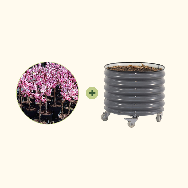 Bonfire Patio Peach with Rolling Planter | Vego Garden