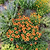 Border Edging - 3 Pack