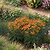 Border Edging - 3 Pack