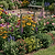 Border Plant Support Curved - 6 Pack