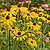 Border Plant Support Wavy - 6 Pack