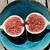 Fig Orchard Pack
