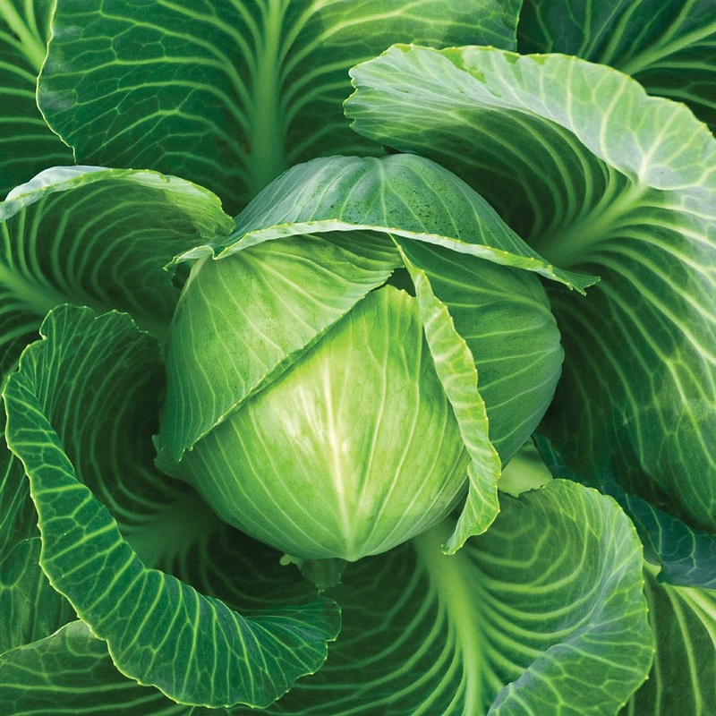 Danish Ball Head Cabbage Seeds