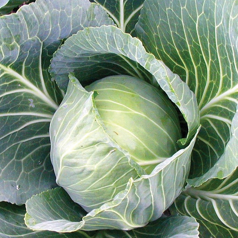 Late Flat Dutch Cabbage Seeds