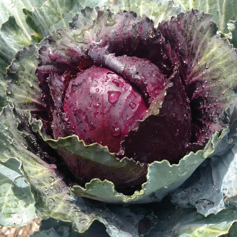 Red Acre Cabbage Seeds