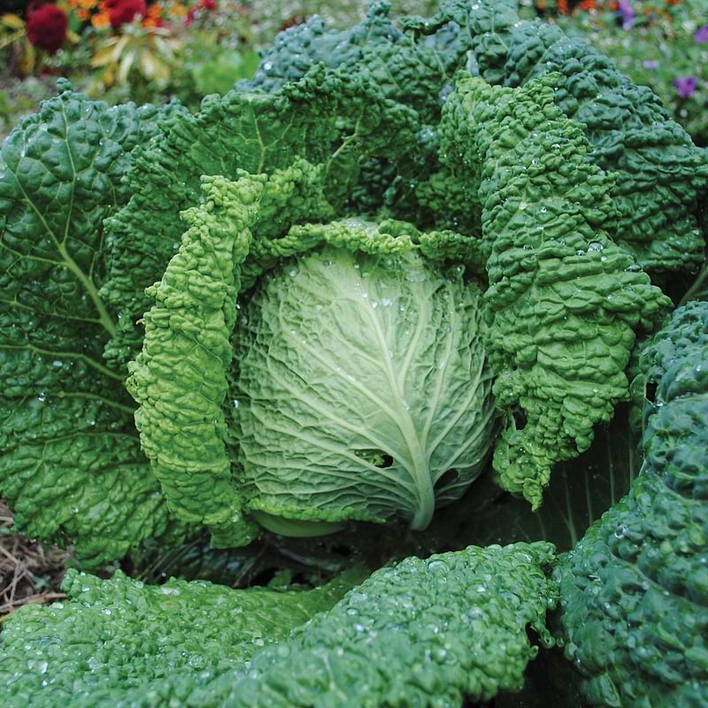 Savoy Perfection Cabbage Seeds