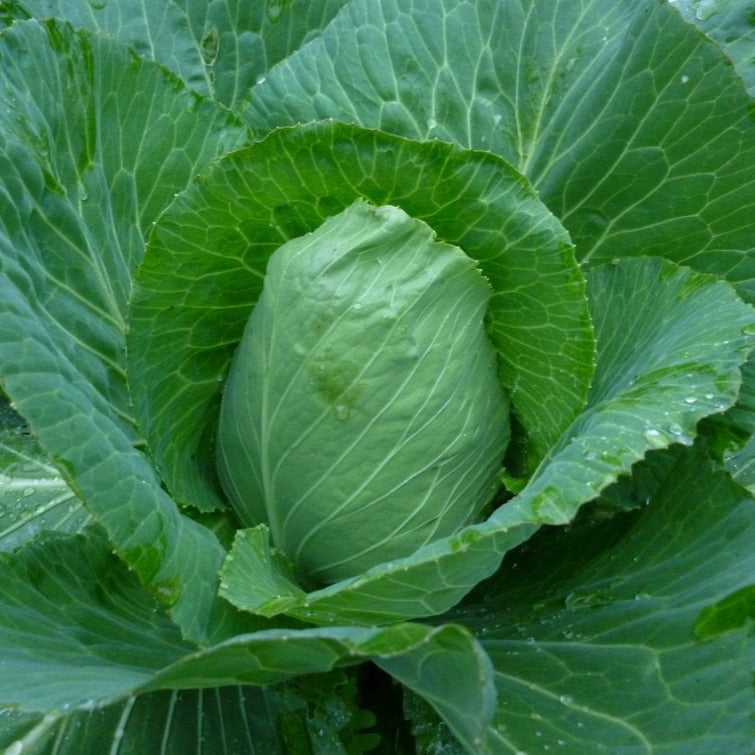 Early Jersey Wakefield Cabbage Seeds