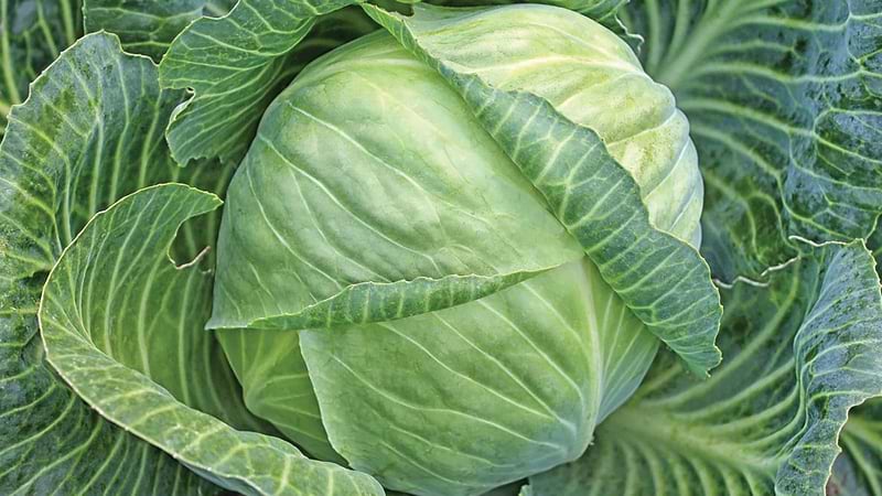 All Seasons Cabbage Seeds