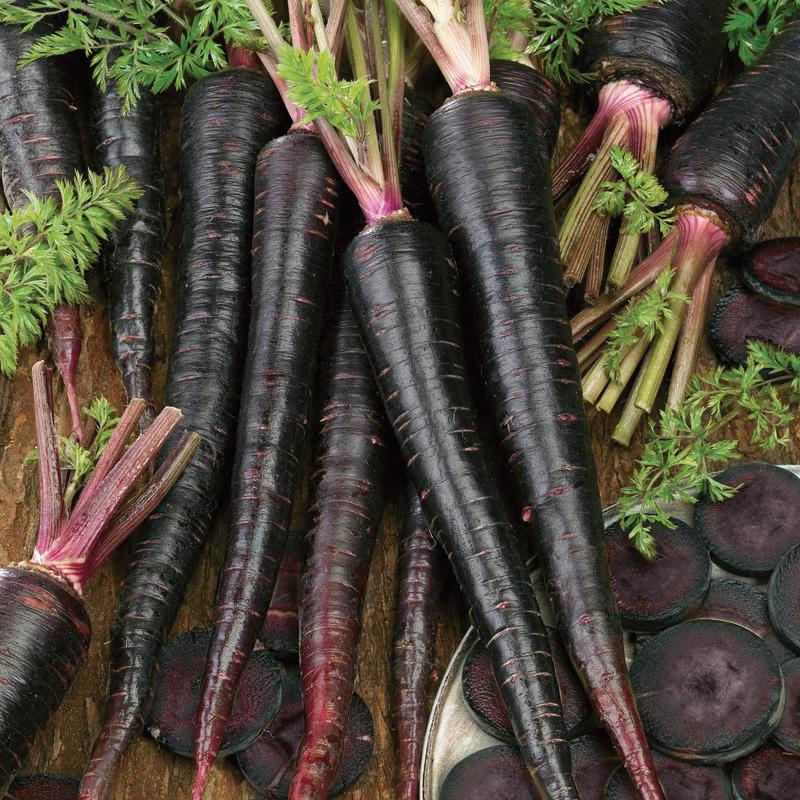 Black Nebula Carrot Seeds