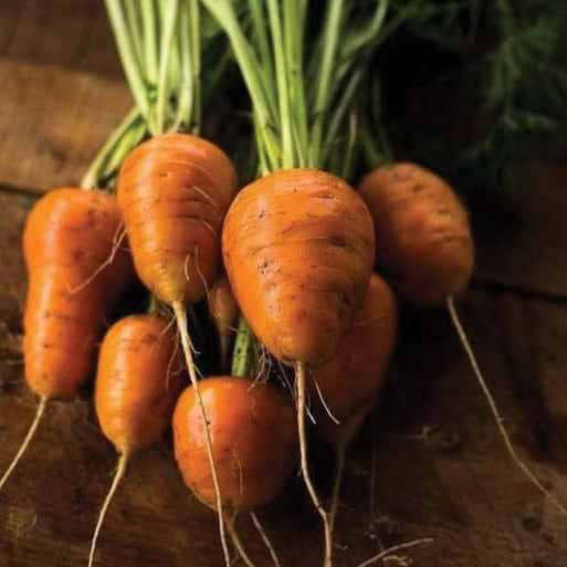 Oxheart Carrot Seeds