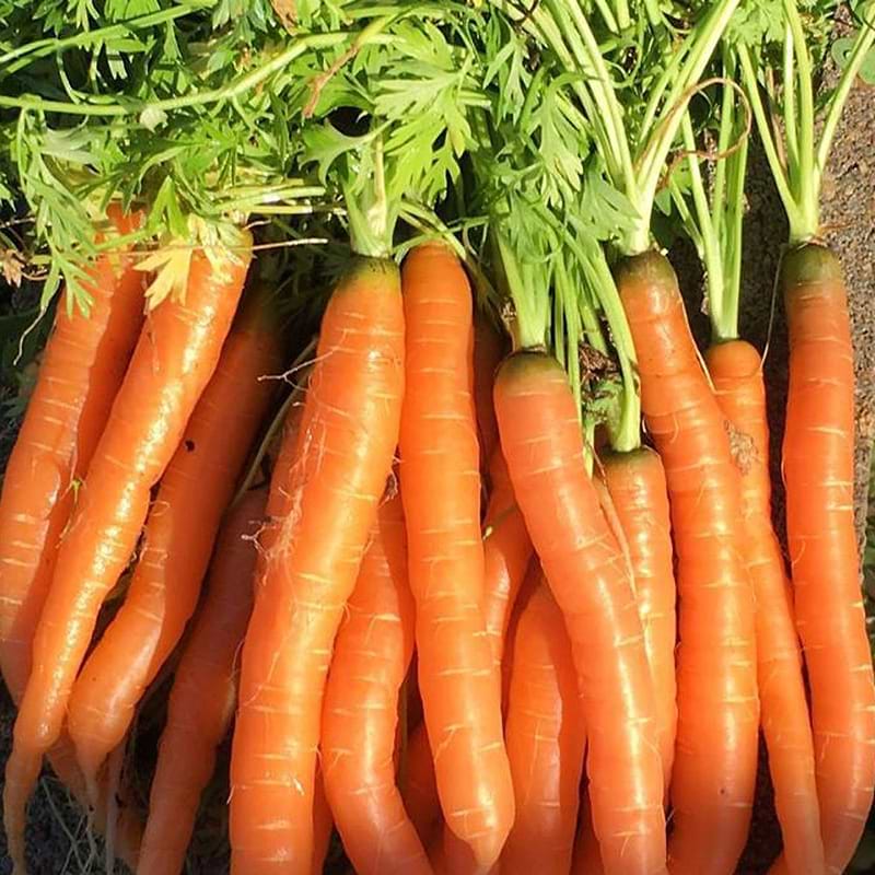 Tendersweet Carrot Seeds
