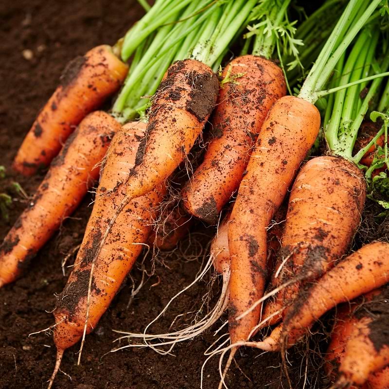 Royal Chantenay Carrot Seeds