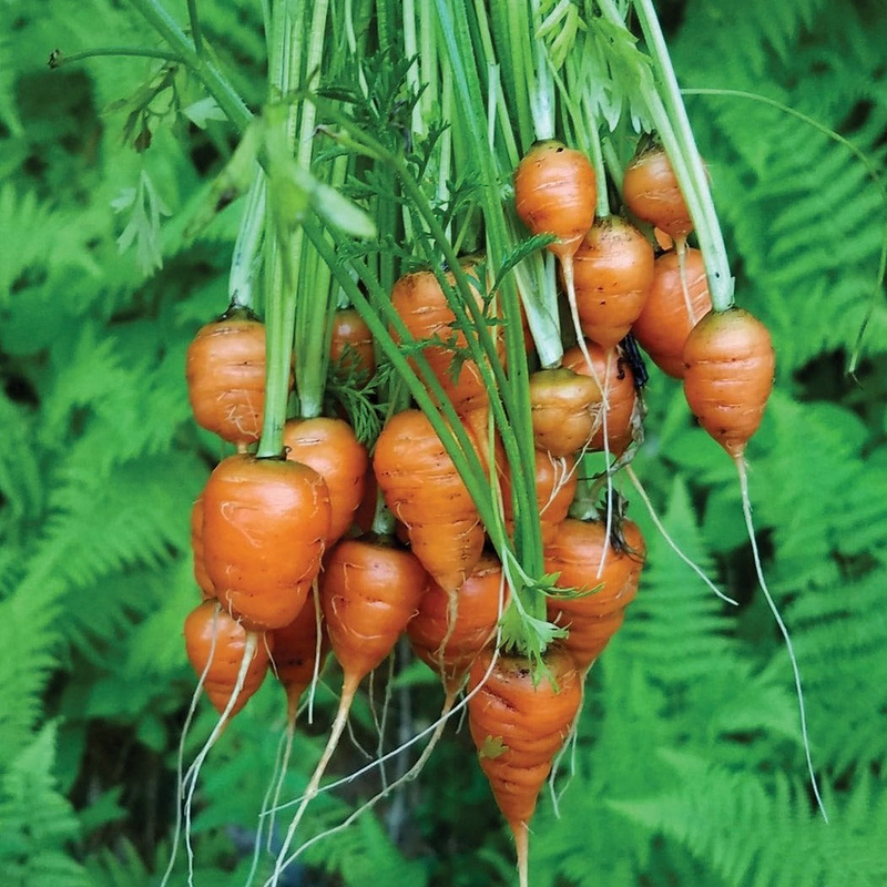 Parisian Carrot Seeds