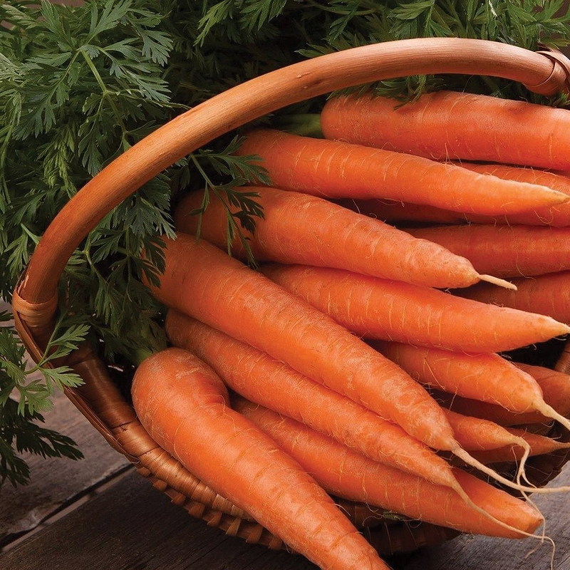 Danvers 126 Carrot Seeds