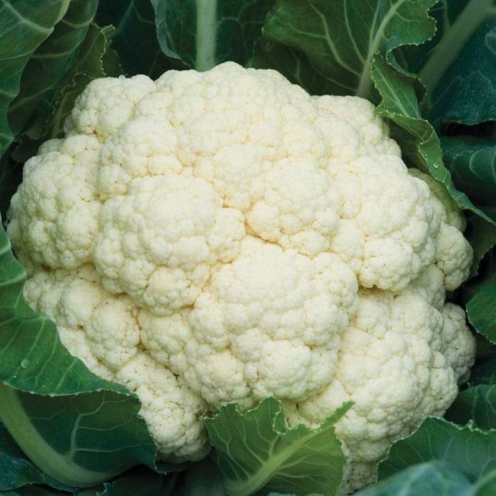 Self Blanching Cauliflower Seeds