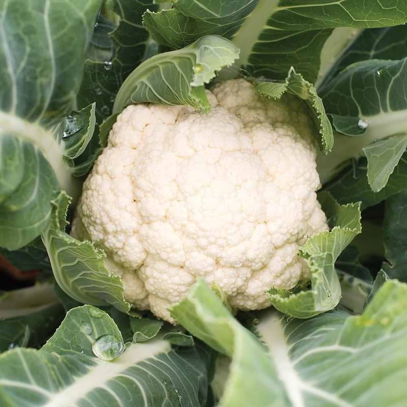 Snowball Cauliflower Seeds