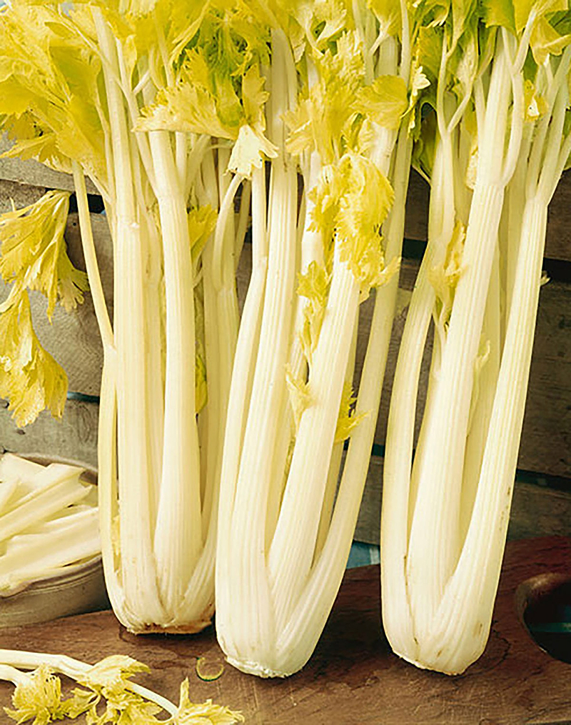Golden Boy Celery Seeds