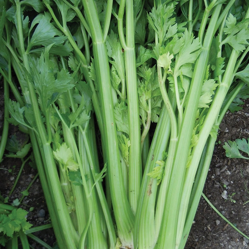 Utah Tall Celery Seeds