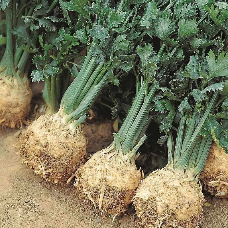 Giant Prague Celeriac Seeds
