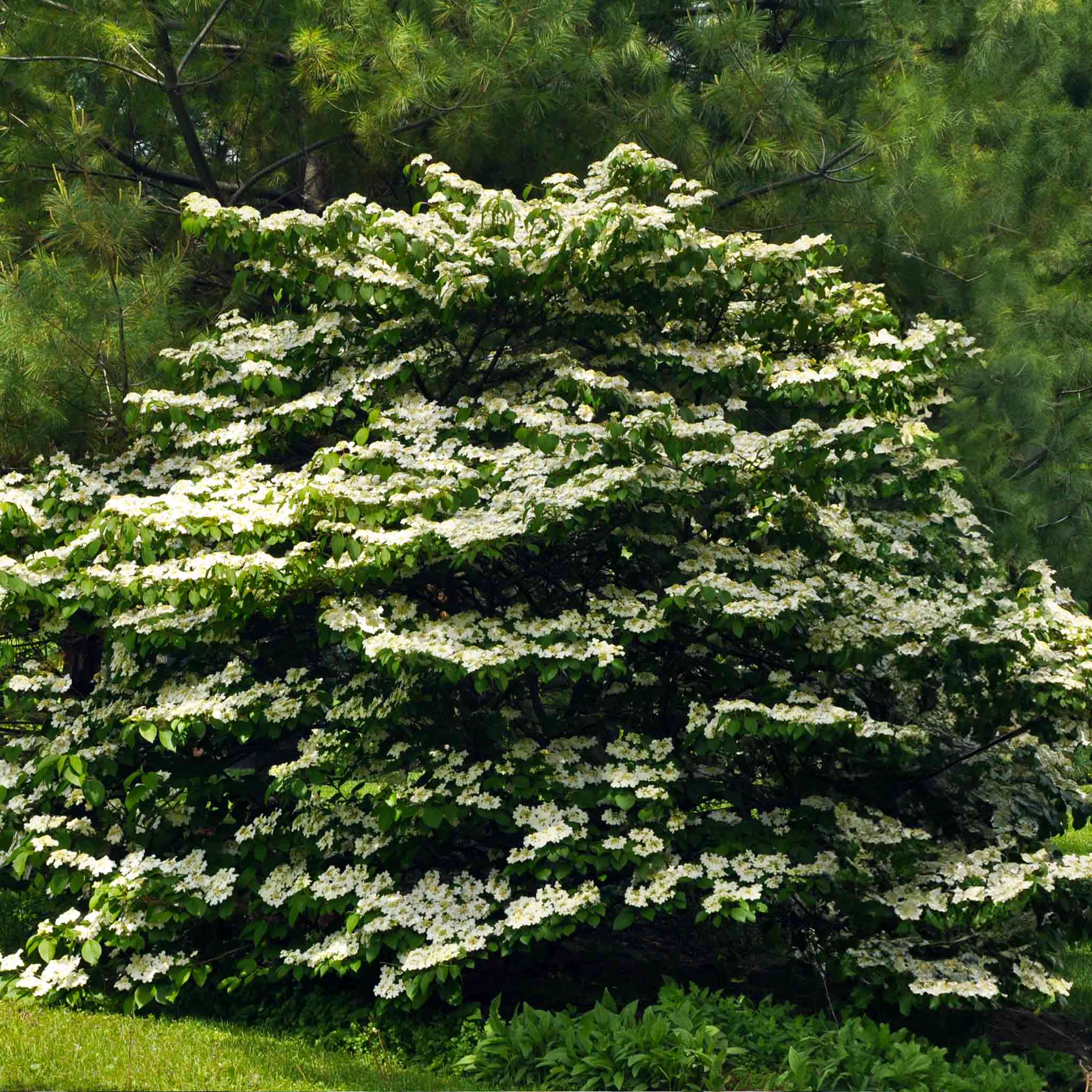 Cherokeee Tree Cherokee Princess® Dogwood Tree