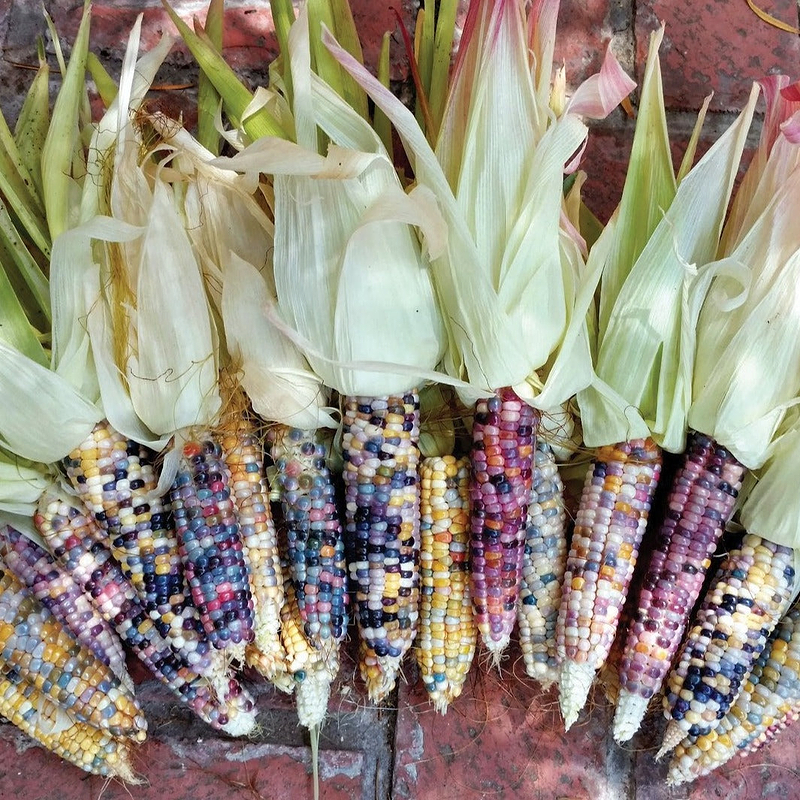 Ornamental Glass Gem Corn Seeds