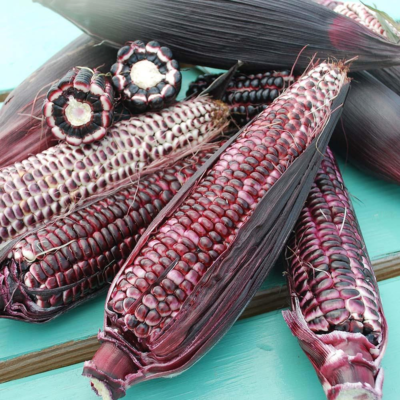 Double Red Sweet Corn Seeds