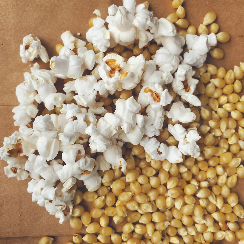Japanese Hulless Popcorn Seeds