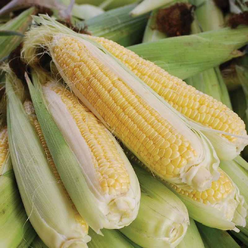 Golden Bantam 12 Corn Seeds
